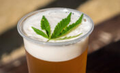 thc-beer-web